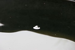 Thumbnail of d043.jpg