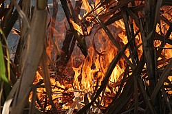 Thumbnail of d045.jpg