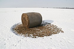 Thumbnail of d049.jpg